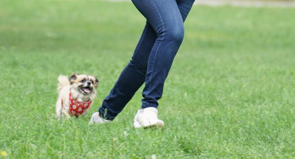 Central Park's Hidden Pet-Friendly Gems: Exploring Off-the-Beaten-Path