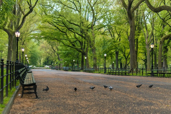Hidden Gems Along the Way: Discovering NYC's Treasures en Route to Central Park